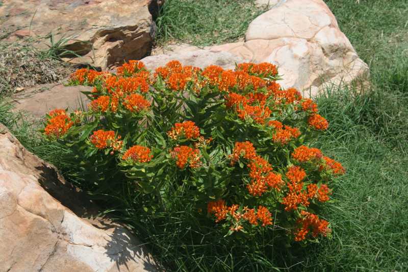 Butterfly weed